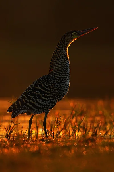 Uccello screziato con retroilluminazione serale — Foto Stock