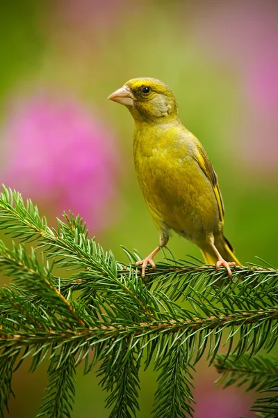 Yellow songbird  sitting on branch — Zdjęcie stockowe