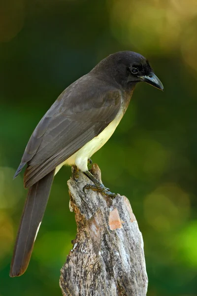 Uccello dalla foresta verde Costa Rica — Foto Stock