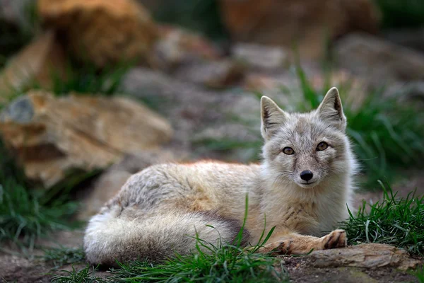 Corsac Fox в естественной среде обитания — стоковое фото