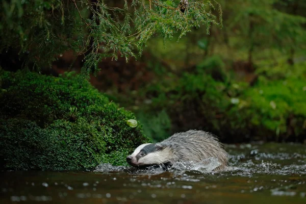 European badger in the forest — Stock Photo, Image