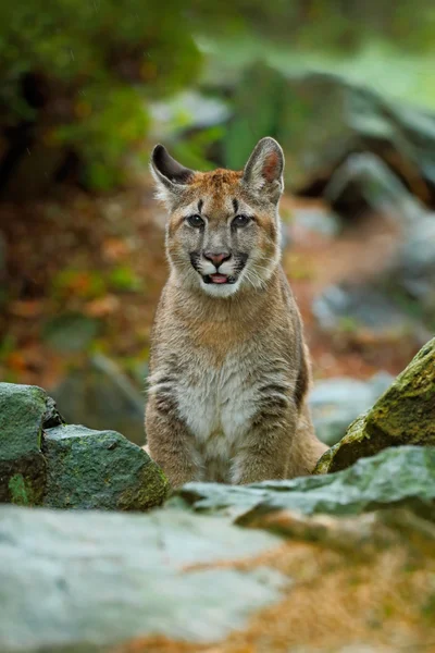 Cougar sentado en el hábitat natural de la roca —  Fotos de Stock