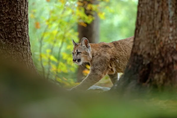 Cougar nella roccia habitat della foresta naturale — Foto Stock