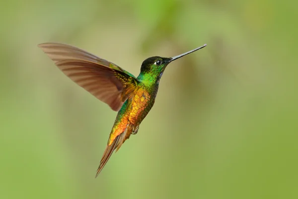 Beija-flor Barriga dourada — Fotografia de Stock