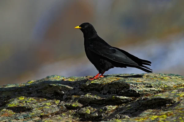 Černý pták sedící na modřín kameni — Stock fotografie
