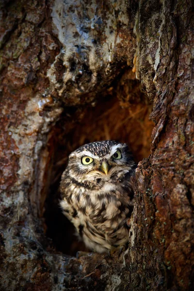 Pequena coruja no buraco do ninho da árvore — Fotografia de Stock