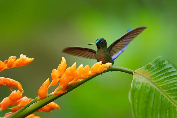 Lange-tailed Sylph — Stockfoto