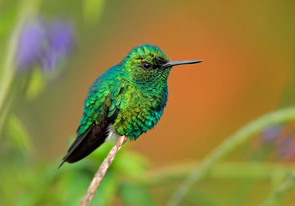 Beija-flor na floresta tropical da Colômbia — Fotografia de Stock