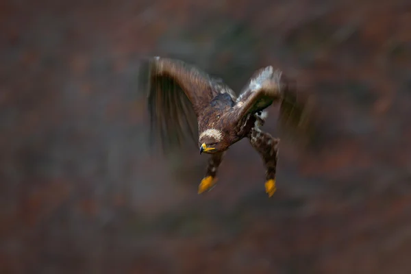 Літаючий темно-коричневий птах — стокове фото