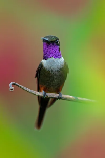 색깔의 고리를 가진 작은 벌 새 — 스톡 사진