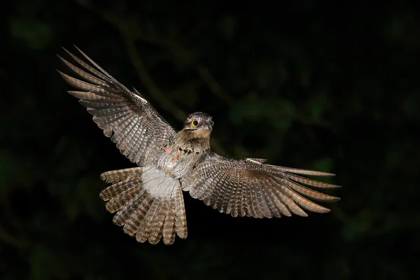 Uccello tropicale notturno — Foto Stock