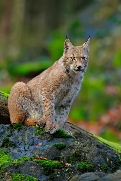 유라시아 야생 고양이 산책 — 스톡 사진
