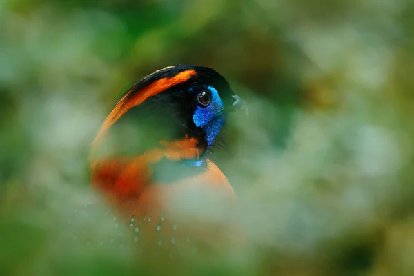 Pássaro colorido no habitat natural — Fotografia de Stock