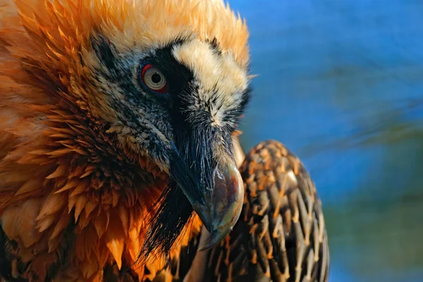 Lammergier in stenen habitat — Stockfoto