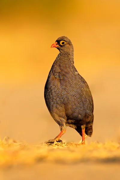 Rood-billed Frankolijnen — Stockfoto