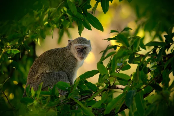 Monkey on the green tree — Stock Photo, Image