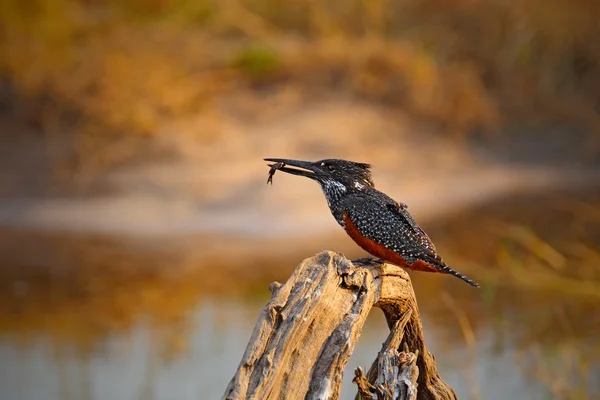 Pájaro con matar peces —  Fotos de Stock