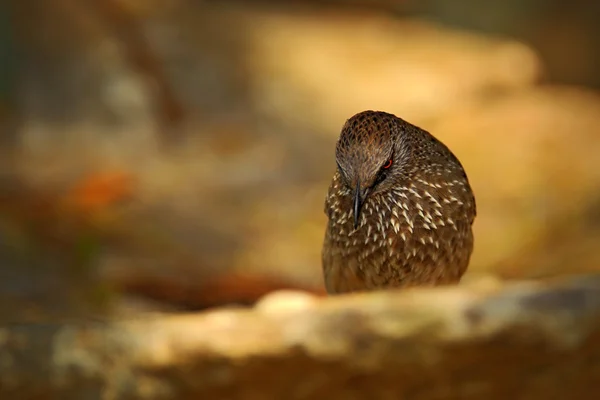 Babbler seta-marcado — Fotografia de Stock