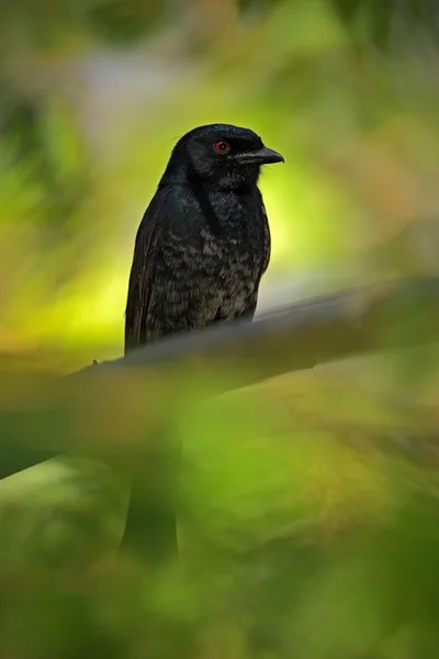 Kırmızı gözlü siyah Afrika kuş — Stok fotoğraf
