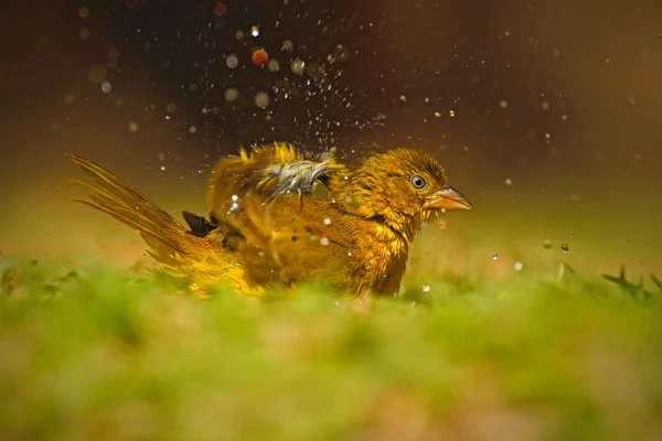 Africano pássaro canção espirrando na água — Fotografia de Stock