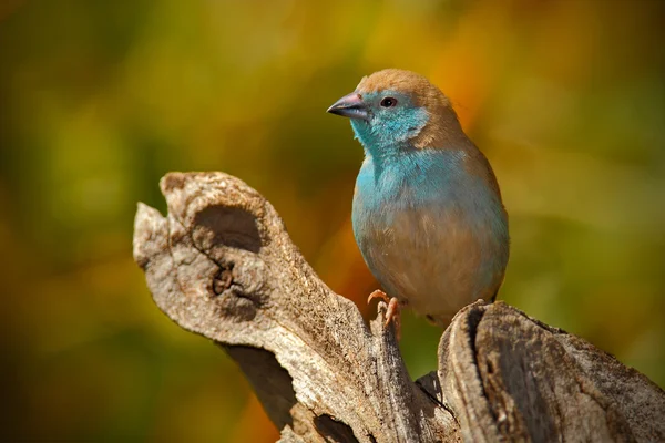 Pieśń afrykańskiego ptaka — Zdjęcie stockowe