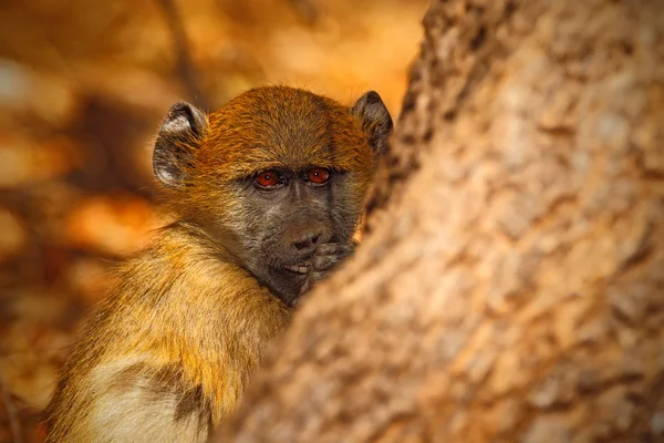 Affe im natürlichen Lebensraum — Stockfoto