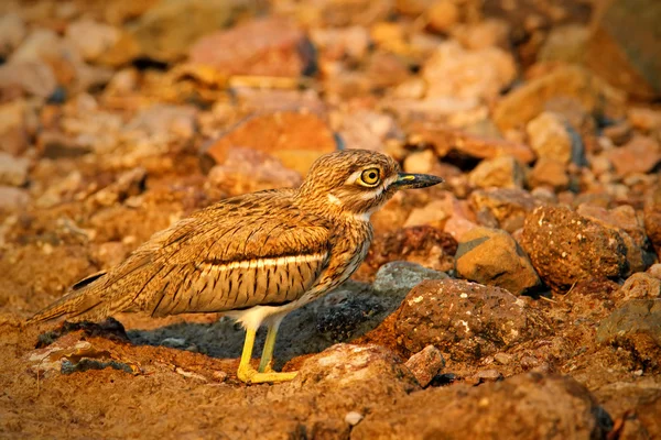 Water Dikkop in de stenen natuur habitat — Stockfoto