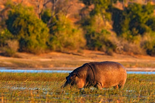 Afrikanska flodhäst med kvällssol — Stockfoto