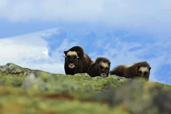 Three brown animals with snow mountain — Stock Photo, Image