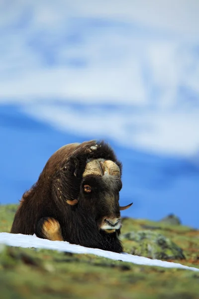 Musk Ox with mountain and snow — Stock Photo, Image