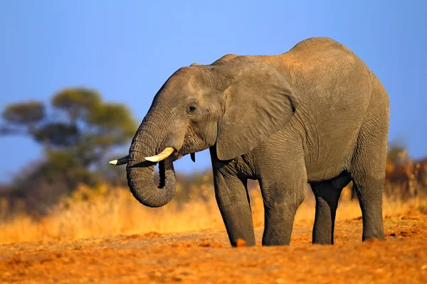 Μεγάλο αφρικανικός ελέφαντας — Φωτογραφία Αρχείου
