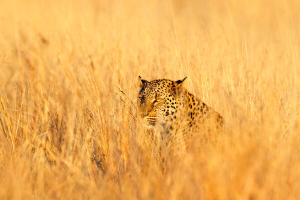 Leopard in the nice orange grass