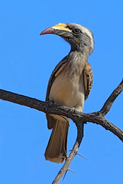 Hornbill cinzento africano — Fotografia de Stock