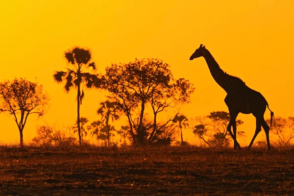 Sílhueta de girafa idílica — Fotografia de Stock