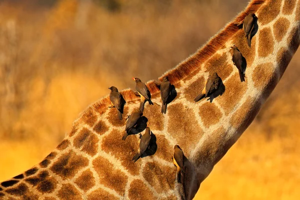Pássaros no pescoço da girafa — Fotografia de Stock