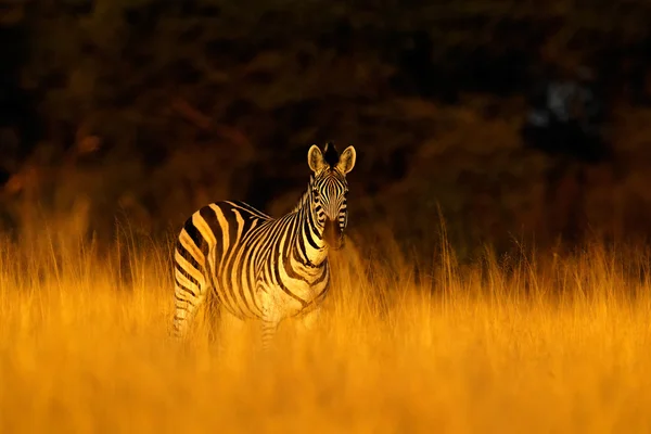 Zebra stepowa w trawie — Zdjęcie stockowe