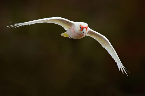 Długo zapowiadane corella — Zdjęcie stockowe