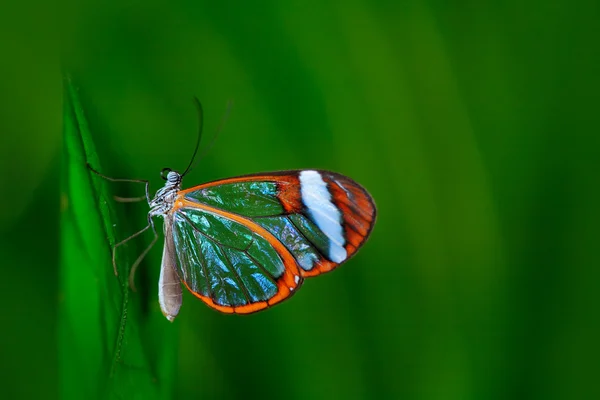 Borboleta de asa de vidro transparente — Fotografia de Stock