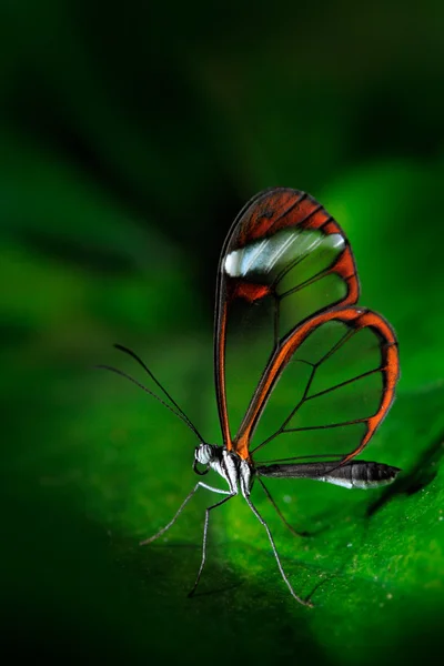 transparent glass wing butterfly