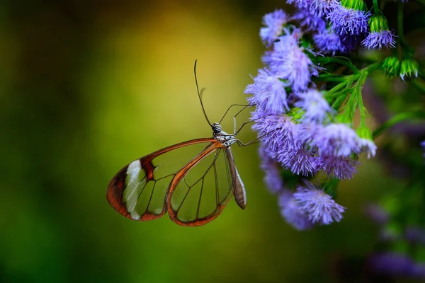 Borboleta de asa de vidro transparente — Fotografia de Stock