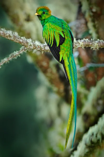 Magnifique oiseau vert sacré — Photo