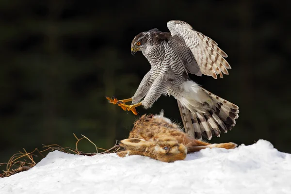 Bird of prey kill hare — Stock Image Bird of prey kill hare Stock Picture