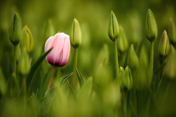 Tulip merah muda mekar Stok Gambar