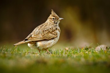 Crested Lark in grass on meadow clipart