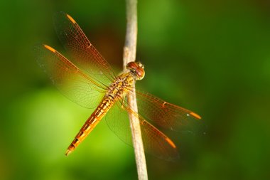 Asian Grounding Dragonfly clipart