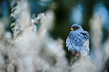 Red-footed Falcon sitting on branch clipart