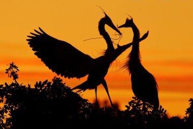 Two herons on tree with orange sunset clipart
