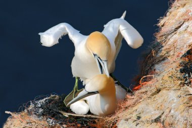 Kuzey Gannets kıyı kaya üzerinde
