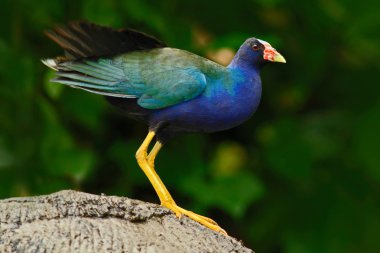 Kayaüzerinde duran mor gallinule