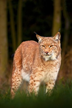 Eurasian Lynx in forest clipart